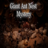 Formica Gigante Nido Mistero